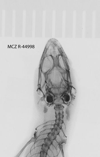 Media type: image;   Herpetology R-44998